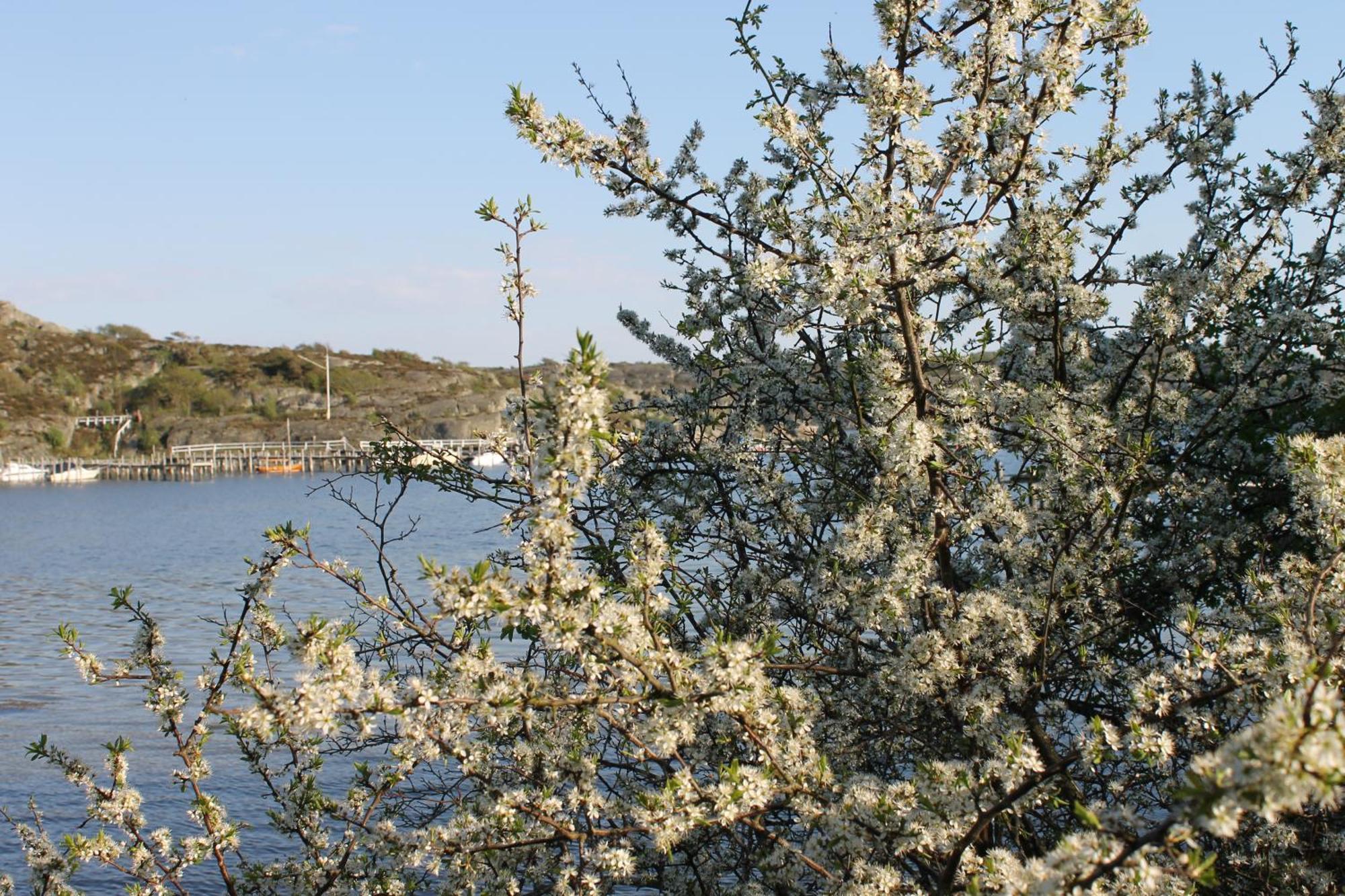 Tofta Herrgard Lycke Buitenkant foto